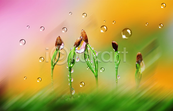 사람없음 PSD 디지털합성 편집이미지 꽃 꽃봉오리 물 물방울 물백그라운드 백그라운드 새싹 식물 자연