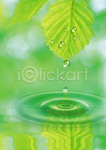 사람없음 PSD 디지털합성 편집이미지 나뭇잎 물 물결 물방울 물백그라운드 반사 백그라운드 식물 이슬 잎 자연 초록색 컬러