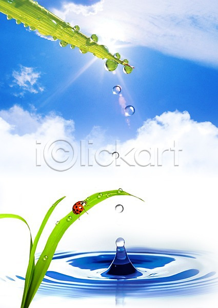 사람없음 PSD 디지털합성 편집이미지 곤충 구름(자연) 동물 무당벌레 물 물결 물방울 물백그라운드 백그라운드 빛 식물 이슬 잎 자연 태양 풀잎 하늘 해 햇빛