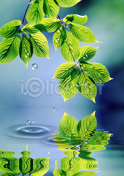 사람없음 PSD 디지털합성 편집이미지 나뭇가지 나뭇잎 물 물결 물방울 물백그라운드 백그라운드 식물 이슬 잎 자연