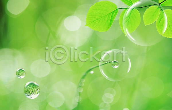 사람없음 PSD 디지털합성 편집이미지 공기방울 나뭇가지 나뭇잎 물 물방울 물백그라운드 백그라운드 식물 이슬 잎 자연 초록색 컬러