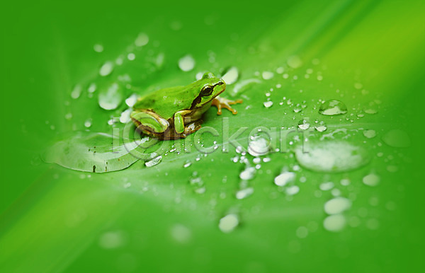 사람없음 PSD 디지털합성 편집이미지 개구리 나뭇잎 동물 물 물결 물방울 물백그라운드 백그라운드 식물 양서류 이슬 잎 자연 청개구리 초록색 컬러 한마리