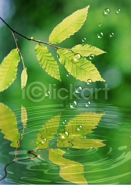 사람없음 PSD 디지털합성 편집이미지 나뭇가지 나뭇잎 물 물결 물방울 물백그라운드 백그라운드 식물 이슬 잎 자연 초록색 컬러