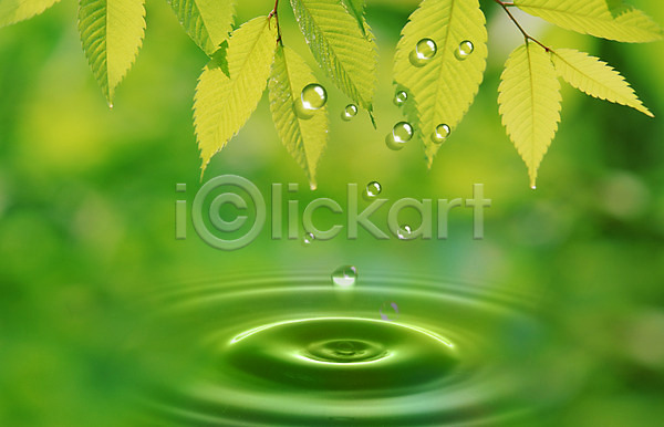 사람없음 PSD 편집이미지 나뭇잎 물 물결 물방울 물백그라운드 백그라운드 식물 이슬 잎