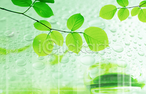 사람없음 PSD 편집이미지 나뭇잎 물 물방울 물백그라운드 백그라운드 식물 이슬 잎 초록색