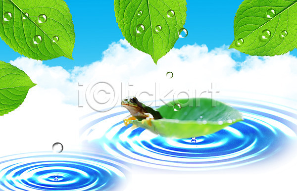 사람없음 PSD 편집이미지 개구리 구름(자연) 나뭇잎 동물 물 물결 물방울 물백그라운드 백그라운드 식물 양서류 이슬 잎 하늘 한마리