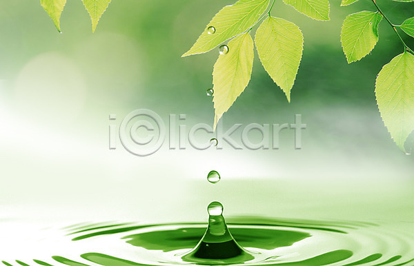사람없음 PSD 편집이미지 나뭇잎 물 물결 물방울 물백그라운드 백그라운드 식물 이슬 잎 초록색
