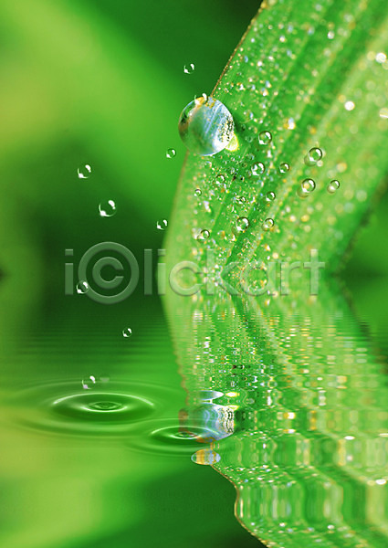 사람없음 PSD 편집이미지 물 물결 물방울 물백그라운드 백그라운드 식물 이슬 잎 초록색 풀(식물) 풀잎