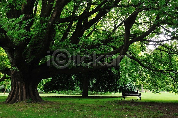 상쾌 여유 사람없음 JPG 포토 공원 나무 남섬 뉴질랜드 벤치 식물 야외 잔디 크라이처치공원 풍경(경치)