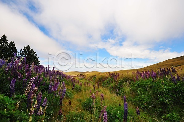 상쾌 여유 사람없음 JPG 포토 구름(자연) 꽃 뉴질랜드 루핀꽃 야외 초원(자연) 풍경(경치) 하늘