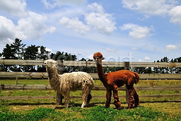 상쾌 여유 사람없음 JPG 포토 구름(자연) 나무 농장 뉴질랜드 동물 두마리 라마 로토루아 알파카 야외 울타리 잔디 초원(자연) 포유류 풍경(경치) 하늘
