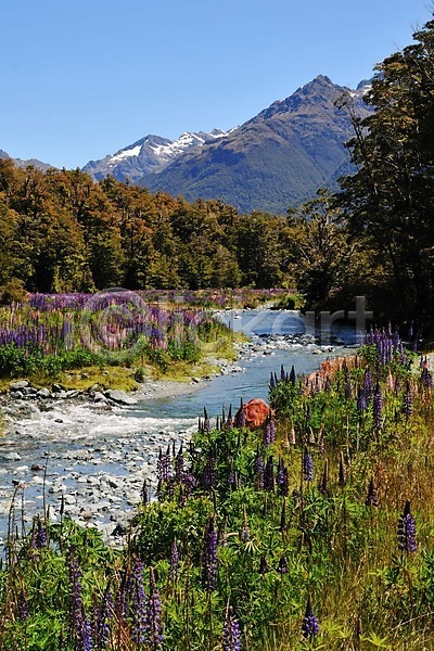 상쾌 여유 사람없음 JPG 포토 꽃 꽃밭 나무 뉴질랜드 루핀꽃 산 숲 야외 풍경(경치) 호수