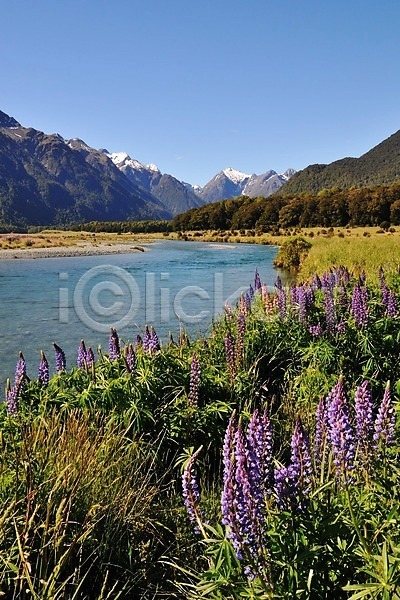 상쾌 여유 사람없음 JPG 포토 꽃 뉴질랜드 루핀꽃 산 야외 풍경(경치) 호수