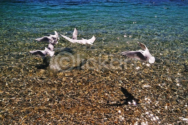 상쾌 여유 사람없음 JPG 포토 뉴질랜드 돌(바위) 동물 물 야외 여러마리 조류 조약돌 킹스톤마을 풍경(경치) 호수