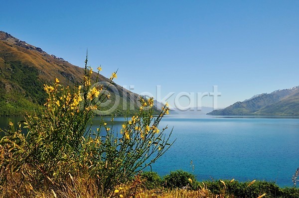 상쾌 여유 사람없음 JPG 포토 꽃 뉴질랜드 산 식물 야외 와카티푸호수 풍경(경치) 호수