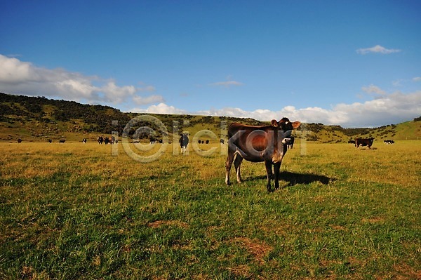 상쾌 여유 사람없음 JPG 포토 뉴질랜드 동물 들소 소 야외 여러마리 초원(자연) 포유류 풍경(경치) 하늘