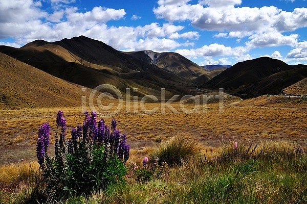상쾌 여유 사람없음 JPG 포토 구름(자연) 꽃 남섬 뉴질랜드 루핀꽃 산 식물 야외 초원(자연) 풍경(경치) 하늘