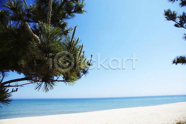 사람없음 JPG 포토 나무 나뭇가지 모래 모래사장 바다 소나무 식물 야외 여름(계절) 주간 침엽수 풍경(경치) 하늘 해변