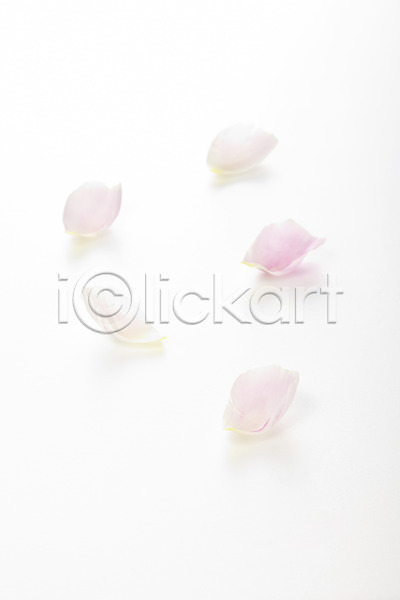 사람없음 JPG 포토 꽃 꽃백그라운드 꽃잎 백그라운드 분홍색 스튜디오촬영 식물 실내 장미 컨셉