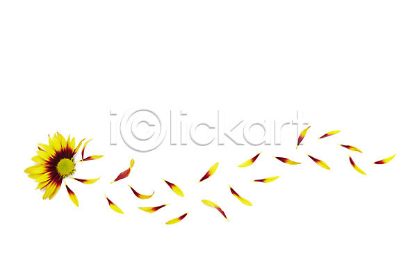 사람없음 JPG 포토 꽃 꽃백그라운드 꽃잎 노란색 백그라운드 소국 스튜디오촬영 식물 실내 컨셉