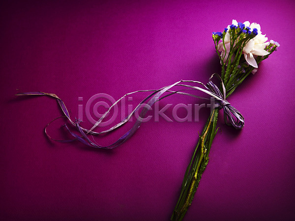 사람없음 JPG 포토 꽃 꽃백그라운드 꽃잎 백그라운드 보라색 스타티스 스튜디오촬영 식물 실내 작약 줄기 컨셉 흰색