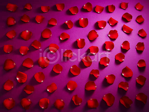 사람없음 JPG 포토 꽃 꽃백그라운드 꽃잎 무늬 문양 백그라운드 빨간색 스튜디오촬영 식물 실내 장미 컨셉 패턴
