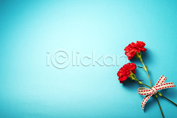 사람없음 JPG 포토 꽃 꽃백그라운드 두개 두송이 백그라운드 빨간색 스튜디오촬영 식물 실내 카네이션