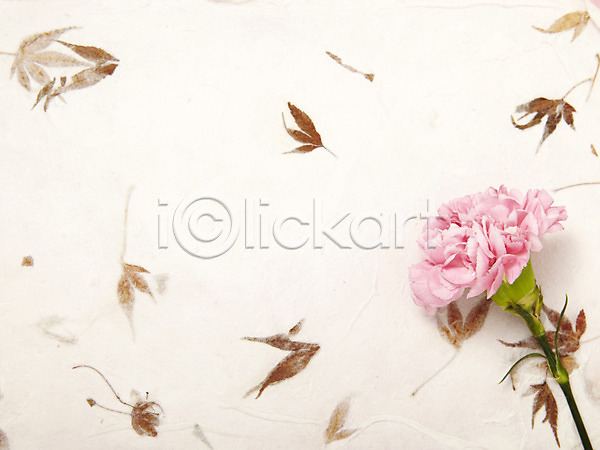 사람없음 JPG 포토 꽃 꽃백그라운드 꽃잎 나뭇잎 낙엽 단풍 백그라운드 분홍색 스튜디오촬영 식물 실내 잎 종이 카네이션 한개 한송이 한지
