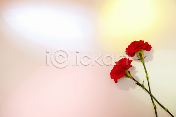 사람없음 JPG 포토 꽃 꽃백그라운드 두개 두송이 백그라운드 빨간색 스튜디오촬영 식물 실내 카네이션