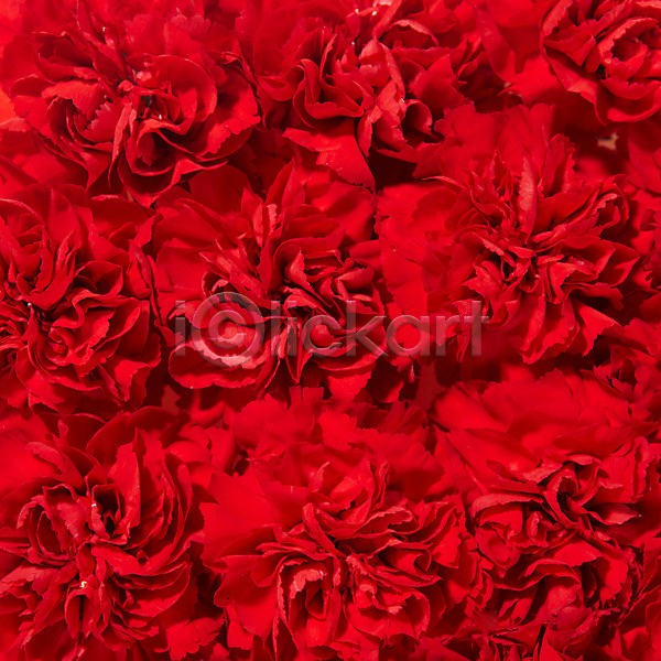 사람없음 JPG 포토 꽃 꽃백그라운드 꽃잎 무늬 문양 백그라운드 빨간색 스튜디오촬영 식물 실내 카네이션 컨셉