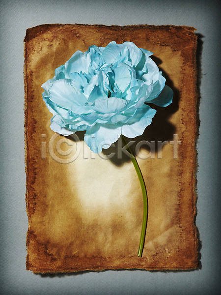 사람없음 JPG 포토 꽃 꽃백그라운드 꽃잎 백그라운드 스튜디오촬영 식물 실내 작약 종이 하늘색 한송이 한지