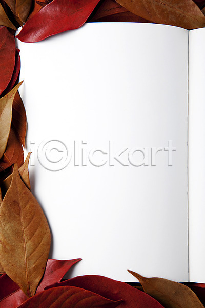 사람없음 JPG 포토 가을(계절) 계절 나뭇잎 낙엽 단풍 백그라운드 백지 사계절 스튜디오촬영 실내 오브젝트 자연 책 펼침 프레임 한권