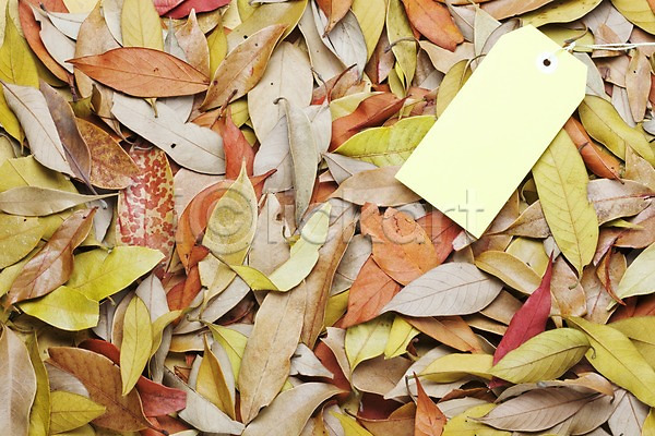 사람없음 JPG 포토 꼬리표 나뭇잎 낙엽 단풍 세일 쇼핑 스튜디오촬영 실내 오브젝트 잎