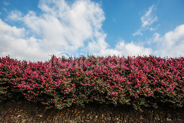 사람없음 JPG 포토 관광지 구름(자연) 국내여행 꽃 동백 야외 여행 자연 제주도 주간 풍경(경치) 하늘 한국