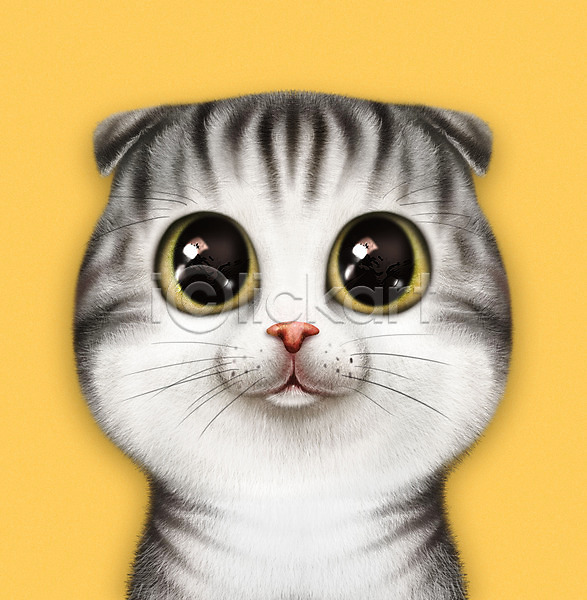 귀여움 사람없음 PSD 일러스트 고양이 노란색 눈동자 동물 반려 반려동물 반려묘 스코티시폴드 증명사진 한마리
