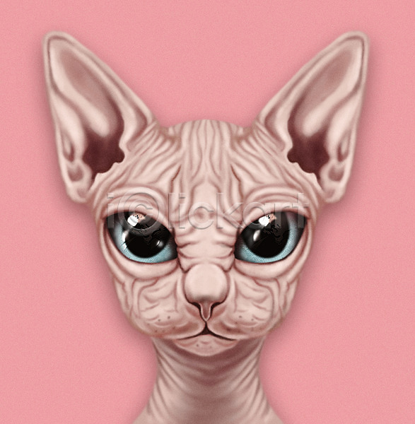 귀여움 사람없음 PSD 일러스트 고양이 눈동자 동물 반려 반려동물 반려묘 분홍색 스핑크스 증명사진 피터볼드 한마리