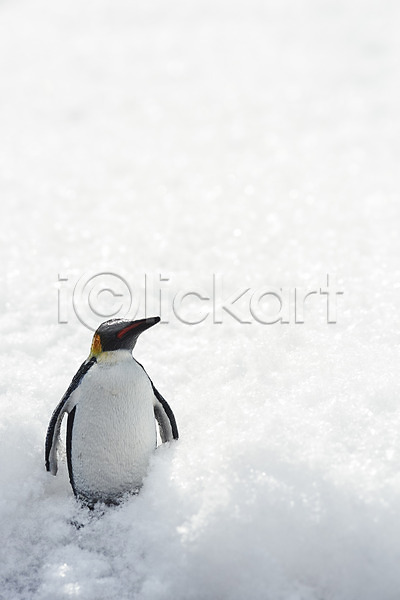 사람없음 JPG 포토 겨울 날씨 눈(날씨) 동물 백그라운드 야외 주간 펭귄 환경 흰배경 흰색