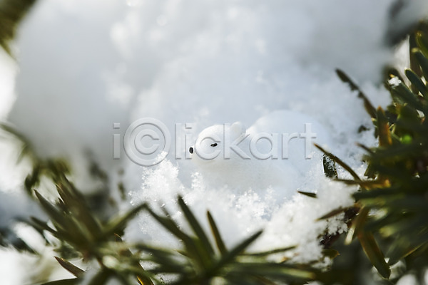 사람없음 JPG 포토 겨울 나무 날씨 눈(날씨) 동물 백그라운드 북극곰 야외 주간 환경 흰배경 흰색