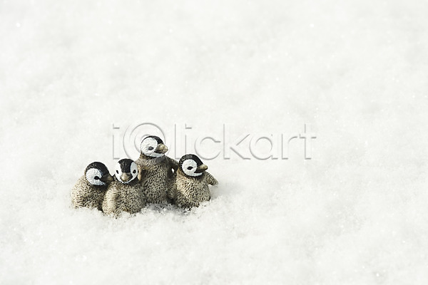 사람없음 JPG 포토 겨울 날씨 눈(날씨) 동물 백그라운드 야외 주간 펭귄 환경 흰배경 흰색