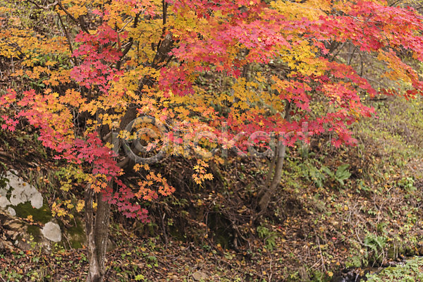 여유 사람없음 JPG 포토 가을(계절) 강원도 국내여행 나뭇잎 단풍 단풍나무 야외 여행 잎 자연 주간 풍경(경치) 한국