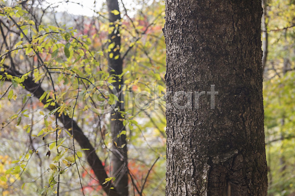 산책 여유 사람없음 JPG 포토 가을(계절) 강원도 국내여행 길 나무 야외 여행 자연 주간 풍경(경치) 한국