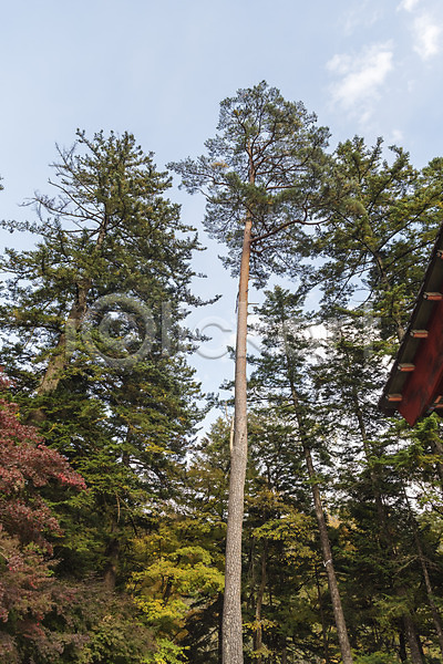 산책 여유 사람없음 JPG 포토 가을(계절) 강원도 국내여행 길 나무 야외 여행 자연 전나무 주간 풍경(경치) 한국