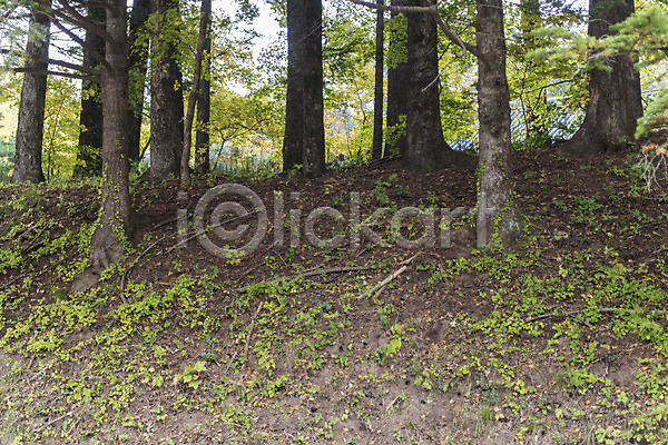 산책 여유 사람없음 JPG 포토 가을(계절) 강원도 국내여행 길 나무 야외 여행 자연 전나무 주간 풍경(경치) 한국