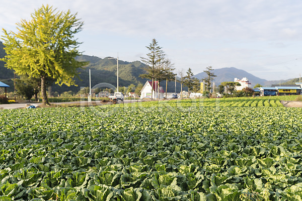 사람없음 JPG 포토 가을(계절) 강원도 국내여행 농부 밭 배추 야외 여행 자연 주간 채소 풍경(경치) 한국