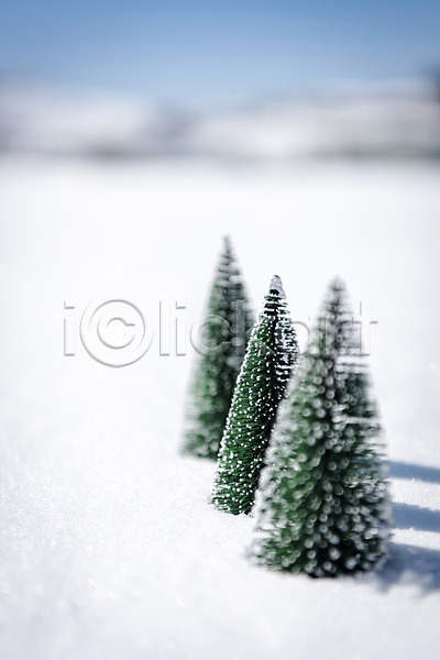 차가움 추위 사람없음 JPG 아웃포커스 포토 강원도 겨울 겨울산 나무 눈(날씨) 대관령 산 야외 오브젝트 주간 크리스마스트리