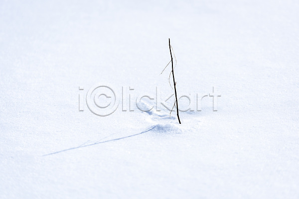 시원함 차가움 추위 사람없음 JPG 포토 강원도 겨울 겨울산 겨울풍경 계절 꽂음 나뭇가지 눈(날씨) 눈내림 대관령 산 설원 야외 주간 흰색