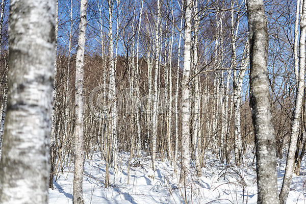 시원함 차가움 추위 사람없음 JPG 포토 강원도 겨울 겨울산 겨울풍경 계절 눈(날씨) 눈내림 대관령 산 숲 야외 자작나무 주간