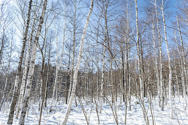 시원함 차가움 추위 사람없음 JPG 포토 강원도 겨울 겨울산 겨울풍경 계절 눈(날씨) 눈내림 대관령 산 숲 야외 자작나무 주간