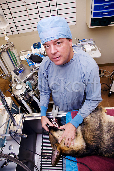 순서 남자 한명 JPG 포토 해외이미지 개 건강 기술 동물 반려동물 병원 수술 수의사 싱크대 씻기 외과 의료성형뷰티 의사 입 장비 직업 튜브 포유류 해외202004
