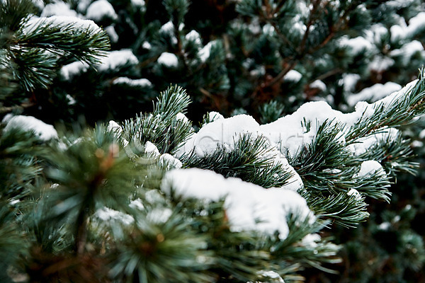 사람없음 JPG 포토 겨울 겨울풍경 눈(날씨) 문화 설경 소나무 솔잎 수원 야외 전통 주간 초록색 풍경(경치) 화성(경기도)
